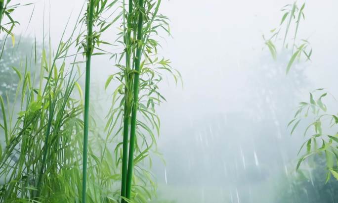 竹海竹林竹子竹园竹韵竹叶雨天竹林雨天竹海