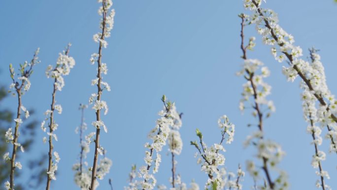 阳春三月李花盛开