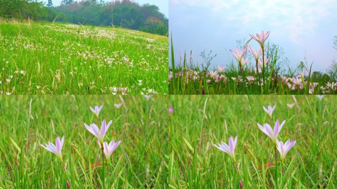 满山遍野的花海