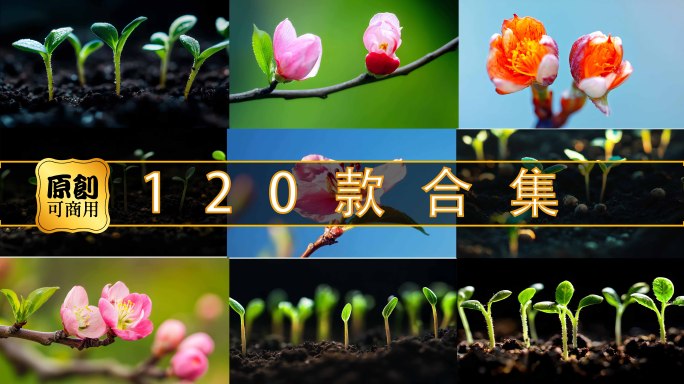 万物复苏开花发芽生命清明春暖花开延时春天