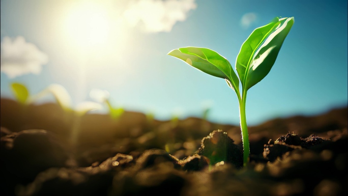 万物复苏开花发芽生命清明春暖花开延时春天