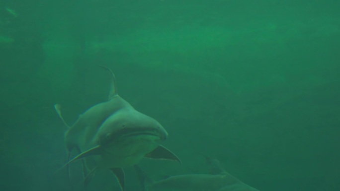 水族馆隧道里的鱼。海洋动物生活。