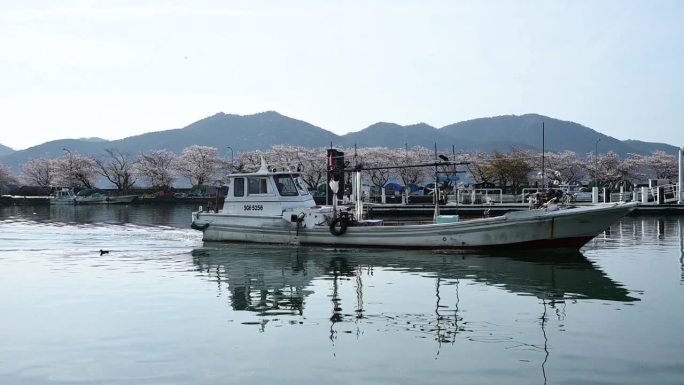 樱花盛开时节的冲岛港(2024年4月，滋贺大八幡)