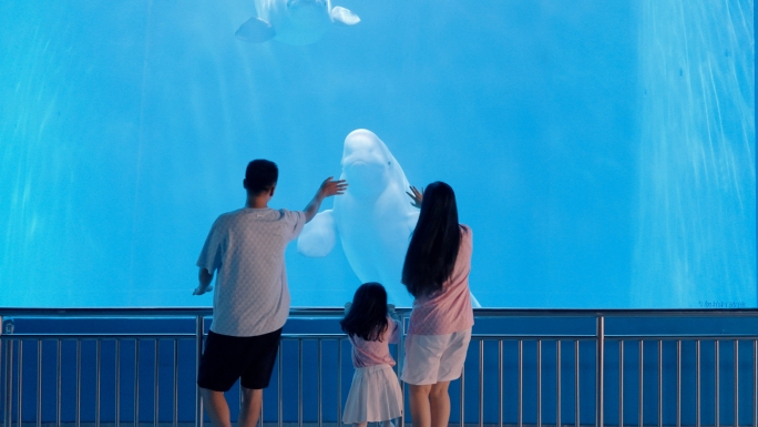 海洋馆亲子游玩海洋世界水生动物美人鱼