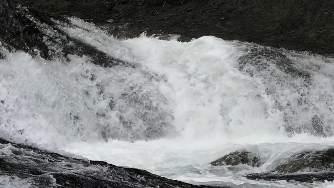 北海道东部，樱桃鲑鱼洄游上游