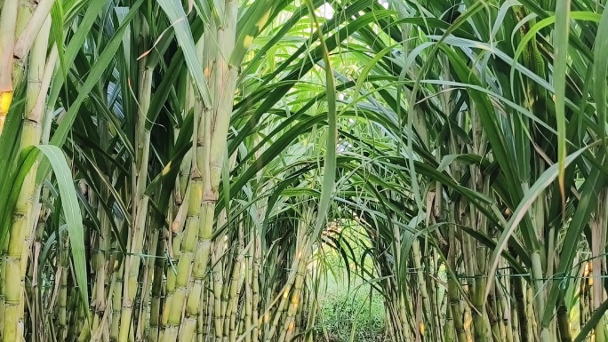 狂风吹甘蔗叶甘蔗树叶特写随风摇摆风吹植物