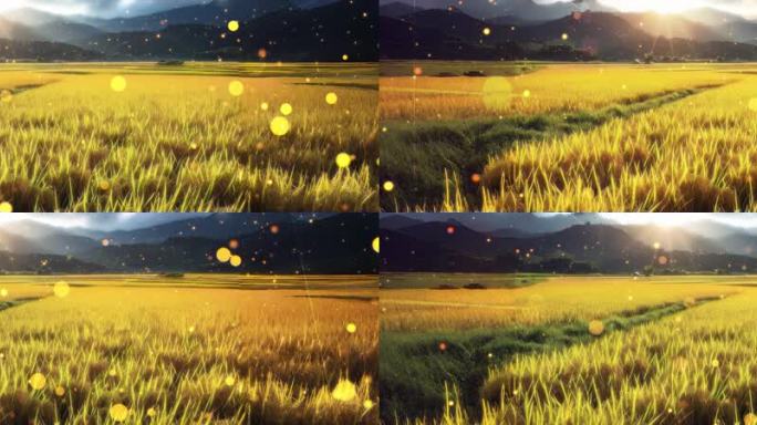 活动大屏田野上一片片金黄的稻田在阳光下