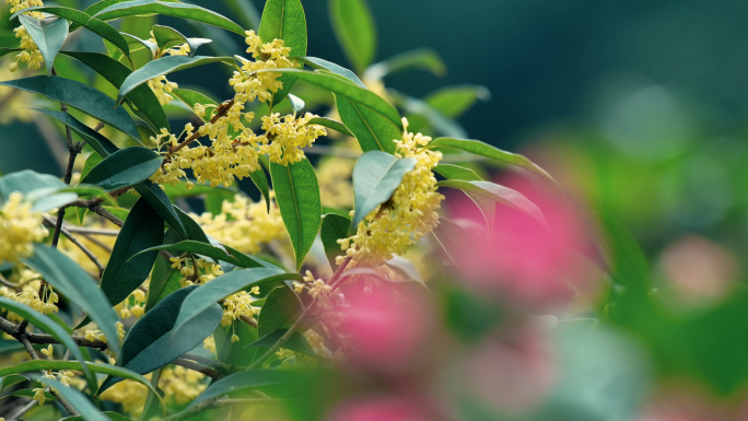 桂花名花四季桂植物