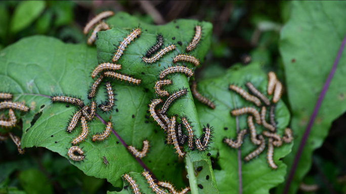 植物病虫害毛毛虫害虫