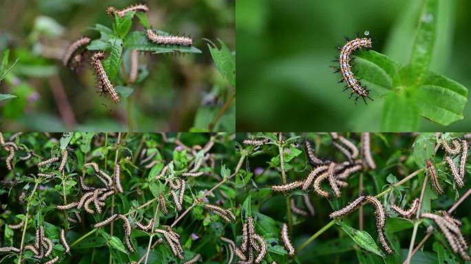 植物病虫害毛毛虫害虫