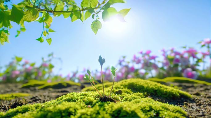 种子发芽植物生长发芽生长唯美清新大自然