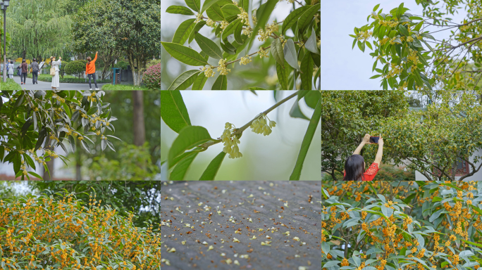 新都桂湖公园桂花实拍视频4K