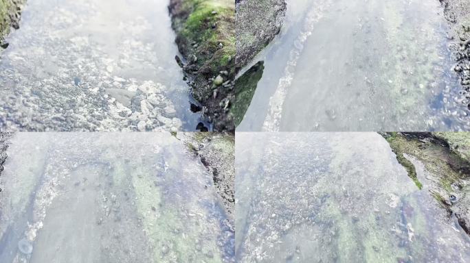 海边 珊瑚 石头 青苔 海螺 海风 沙砾