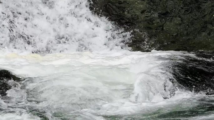 北海道东部，樱桃鲑鱼洄游上游