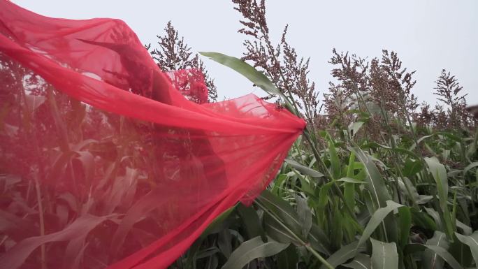 红高粱 创意视频 风吹红绸 高粱上的红绸