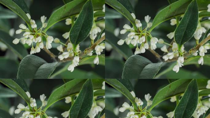 银桂桂花开花桂花香桂花花开延时