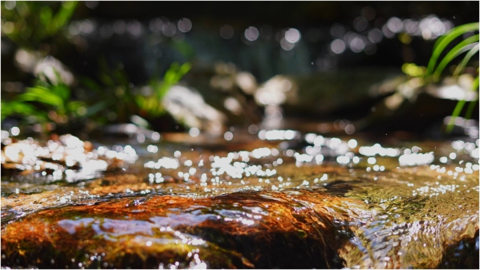 小溪 河流  山泉水 生态  苔藓