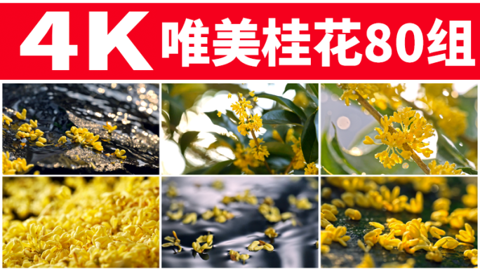 桂花下雨天金桂流水中秋桂花树飘落唯美空镜