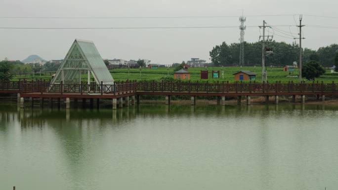 花农采摘茉莉花中国茉莉花之乡