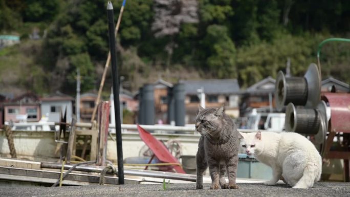 樱花盛开季节的冲岛流浪猫夫妇(大八幡，滋贺，2024年4月)