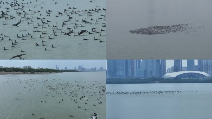 2024深圳湾首批过冬候鸟-万只鸬鹚