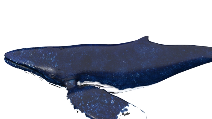 鲸鱼 鲸鱼 鲸落 座头鲸 大鱼 海洋生物