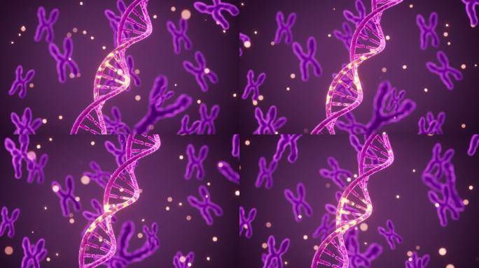 人类染色体和DNA模型