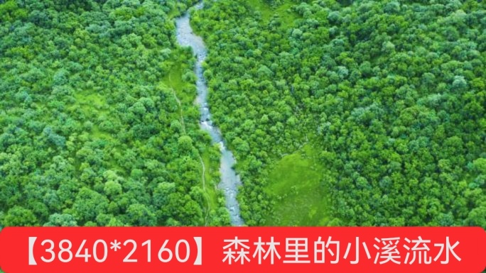 绿色森林里的小溪