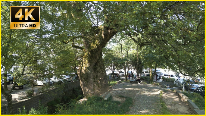 4k航拍皖南歙县昌溪古镇古树樟树