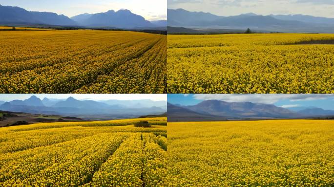 青海门源油菜花田下的广阔原野与远山