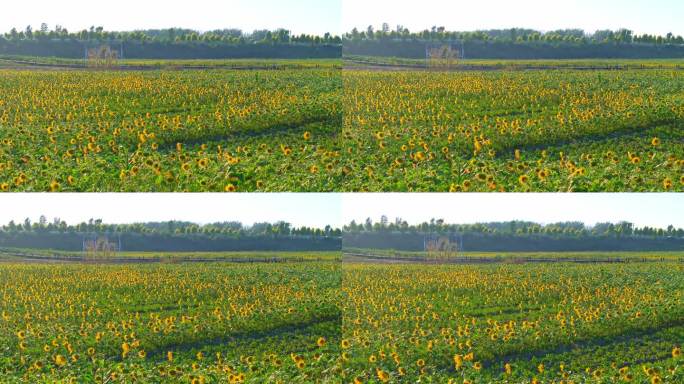 鞍山台安航拍向日葵
