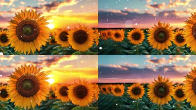 活动大屏田野的向日葵在夕阳下朝着天空微
