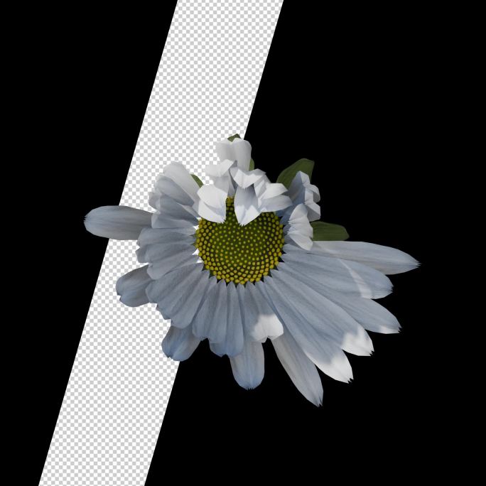 甘菊