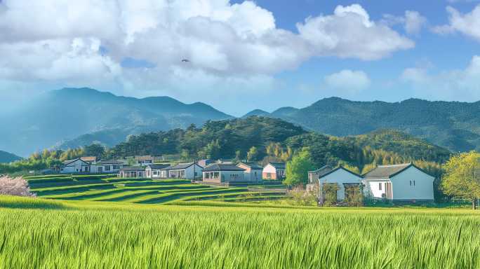 春天的乡村麦田野
