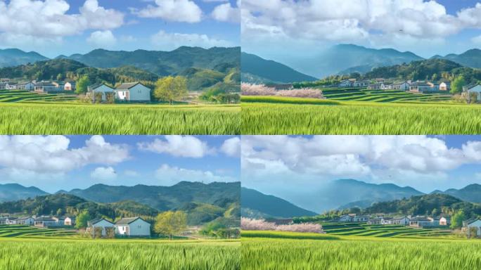 春天的乡村麦田野