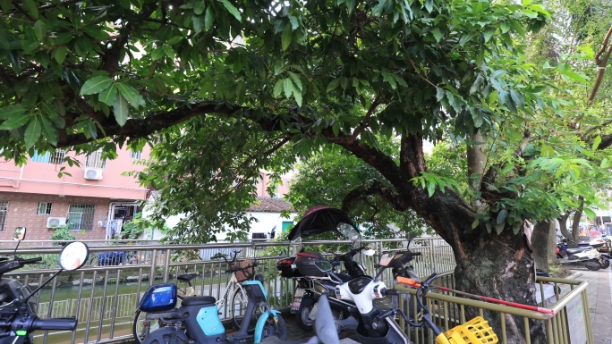 深圳古树、大树