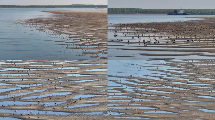 大量水鸟野鸭栖息在长江枯水期露出的沙滩上