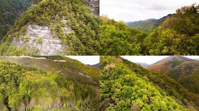 宁夏固原六盘山秋景黄叶5