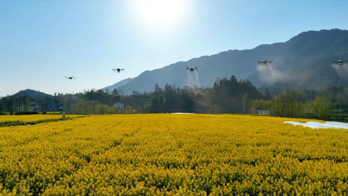 现代化农业 无人机植保洒农药