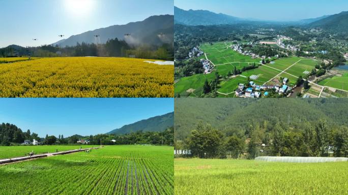 现代化农业 无人机植保洒农药