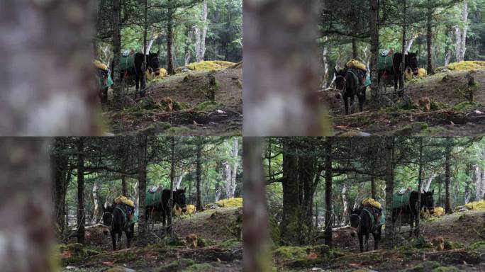 香格里拉哈巴村的骡子