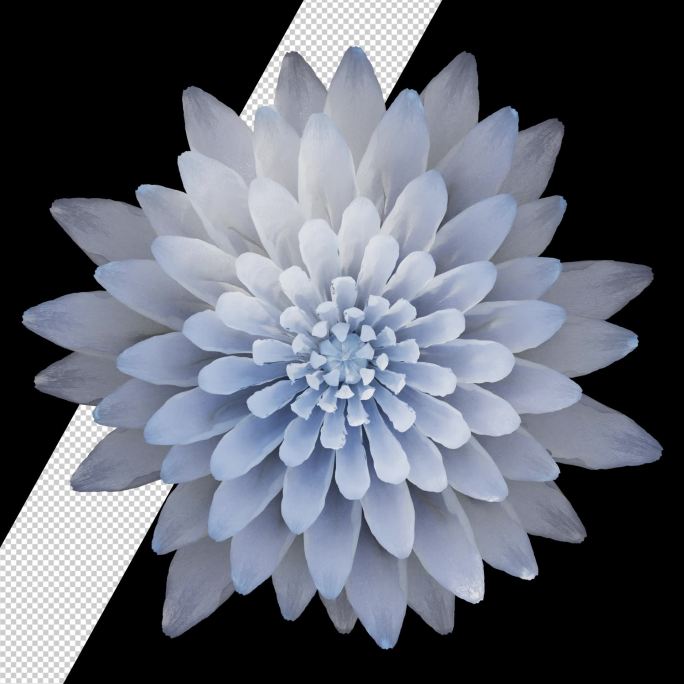 雪莲花