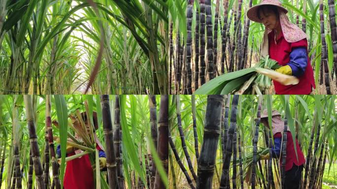 甘蔗叶 甘蔗 风吹树叶 农作物 甘蔗丰收