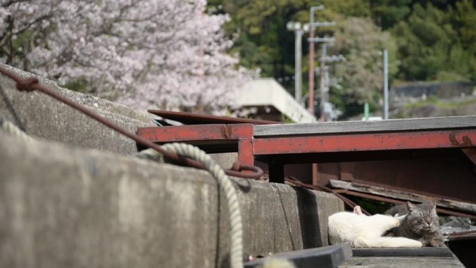 樱花盛开季节的冲岛流浪猫夫妇(大八幡，滋贺，2024年4月)