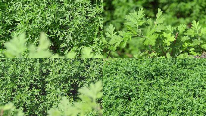 艾草艾叶艾草种植中草药艾草中国药用文化