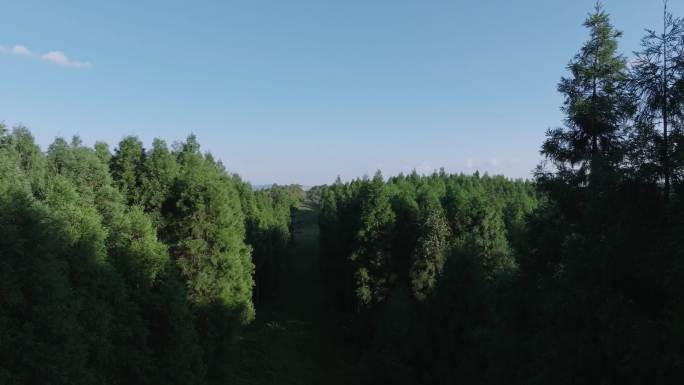 森林