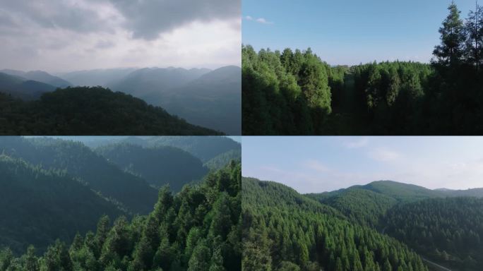 森林
