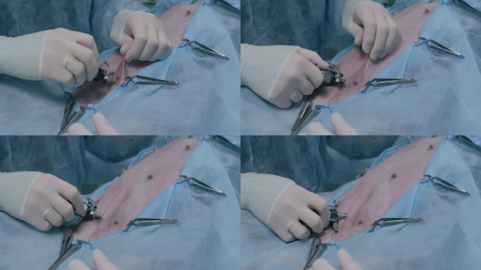 兽医在宠物的腹壁放置一个内窥镜口。兽医内窥镜手术的开始。内窥镜端口是在麻醉下为宠物安装的。