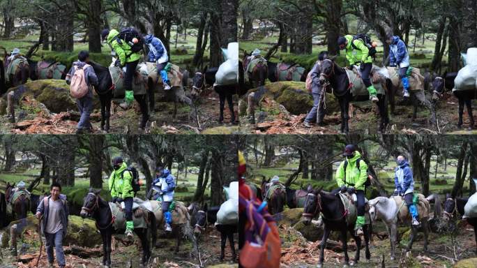 香格里拉哈巴雪山登山者骑骡子