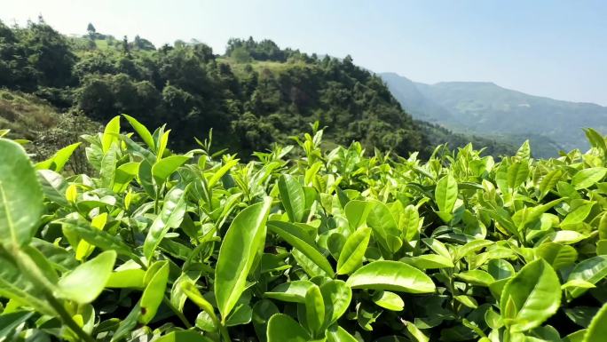 茶叶茶园采茶冲茶茶生长山茶茶山